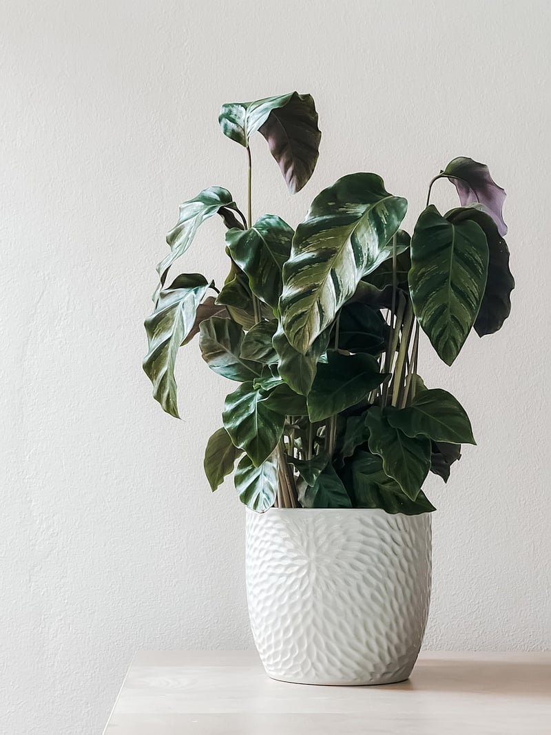 Living Wall