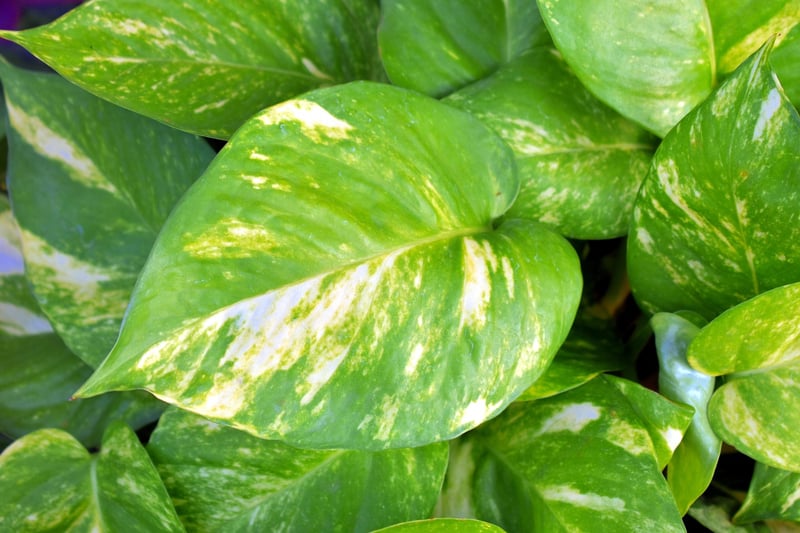 Pothos plant