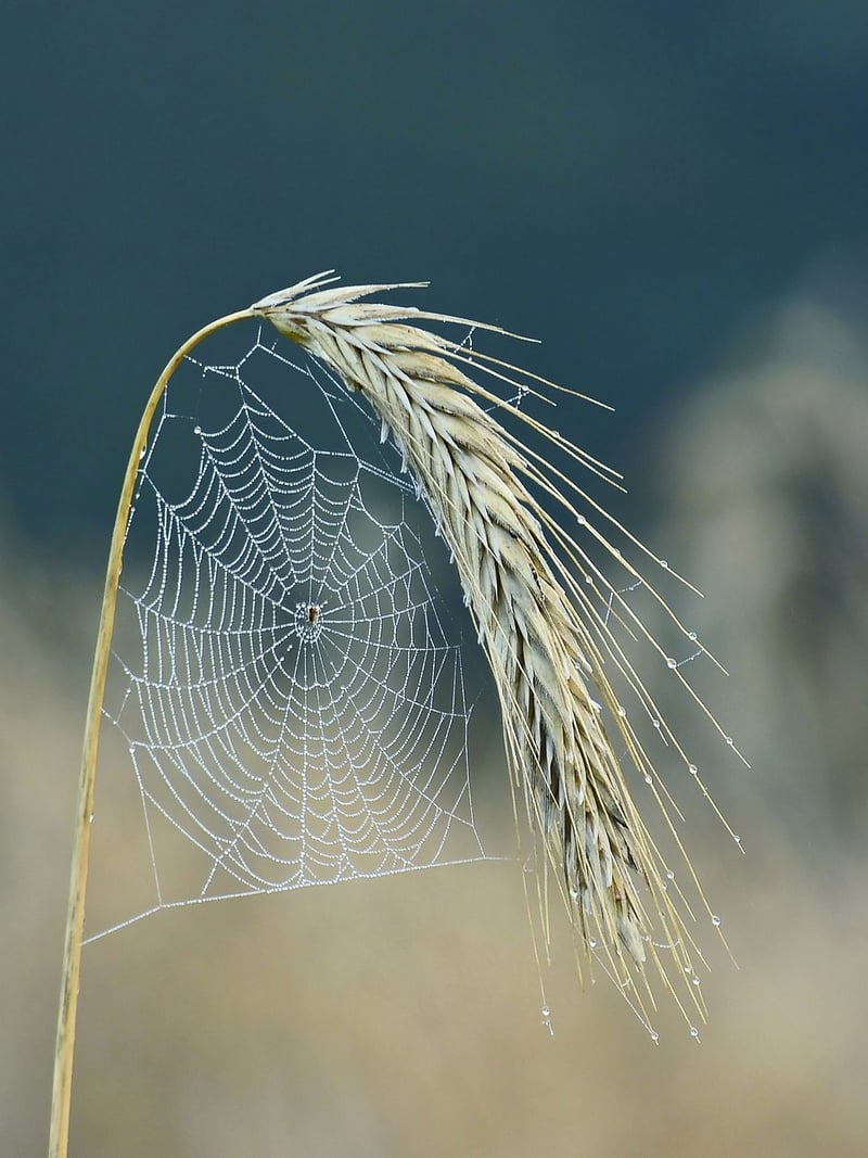 Spider plant